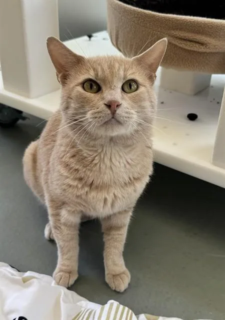 An adult small-sized male Domestic Short Hair cat named Orange for adoption in Riverside, CA