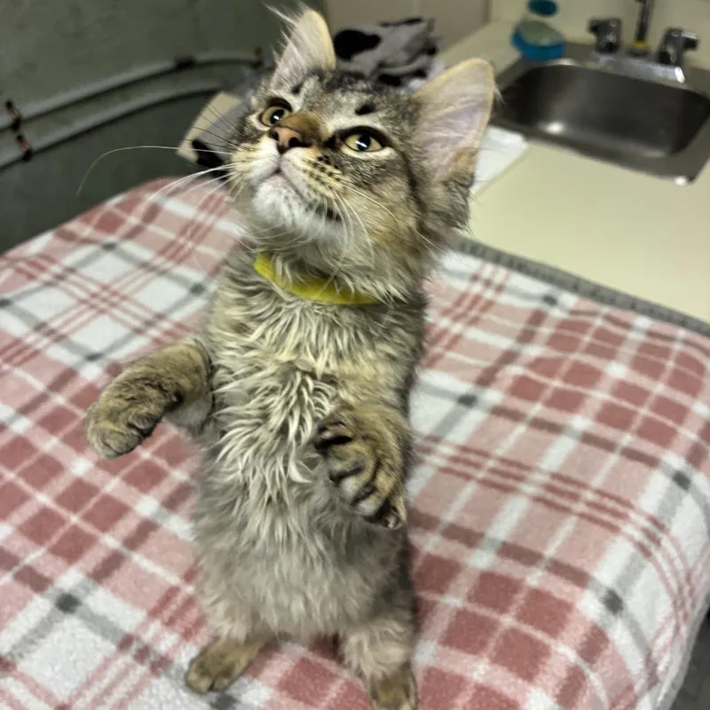 A baby small-sized female Brown / Chocolate Domestic Long Hair cat named Genovese for adoption in Normal, IL