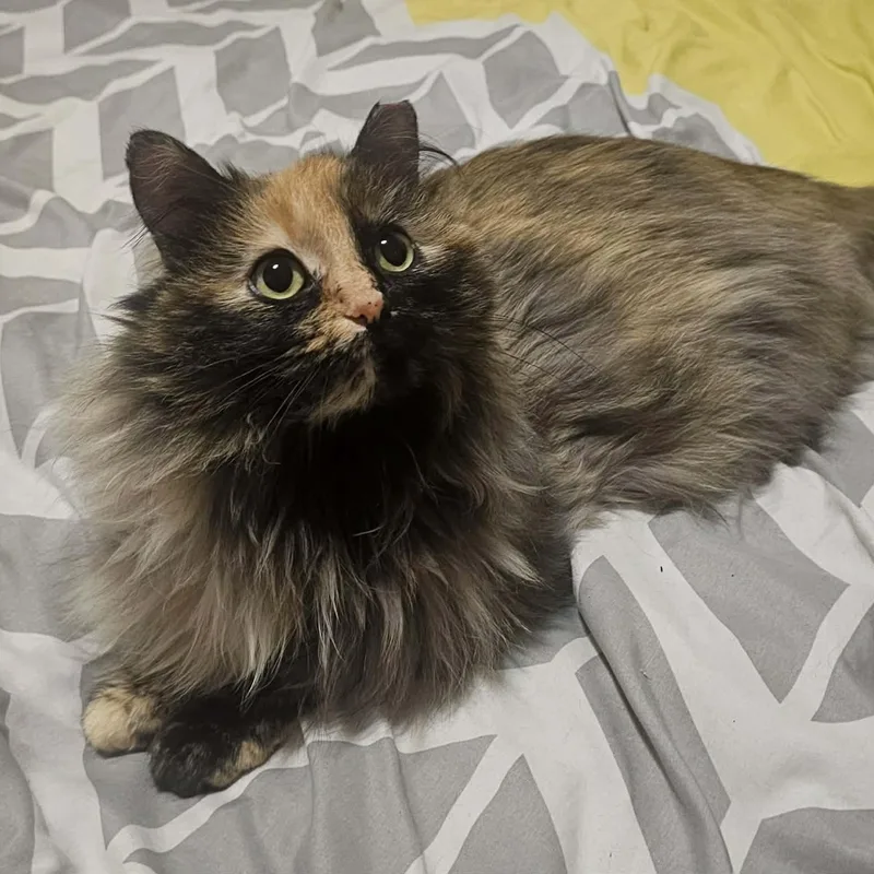 A young medium-sized female Tortoiseshell Domestic Long Hair cat named Raegan for adoption in Milwaukee, WI