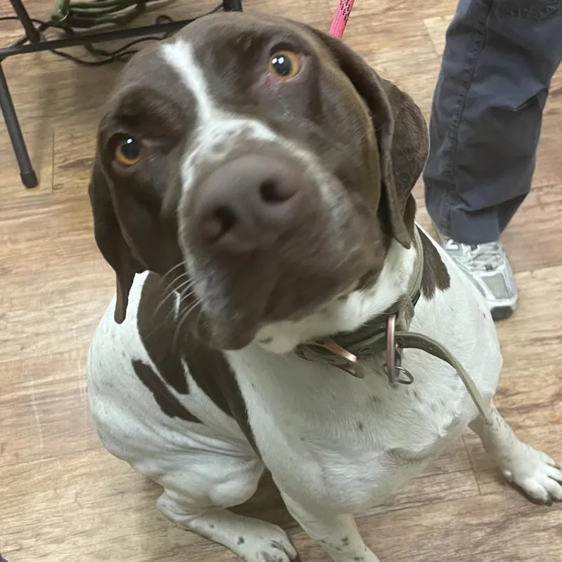 An adult large-sized male White / Cream English Pointer dog named Snoopy for adoption in LOXAHATCHEE, FL