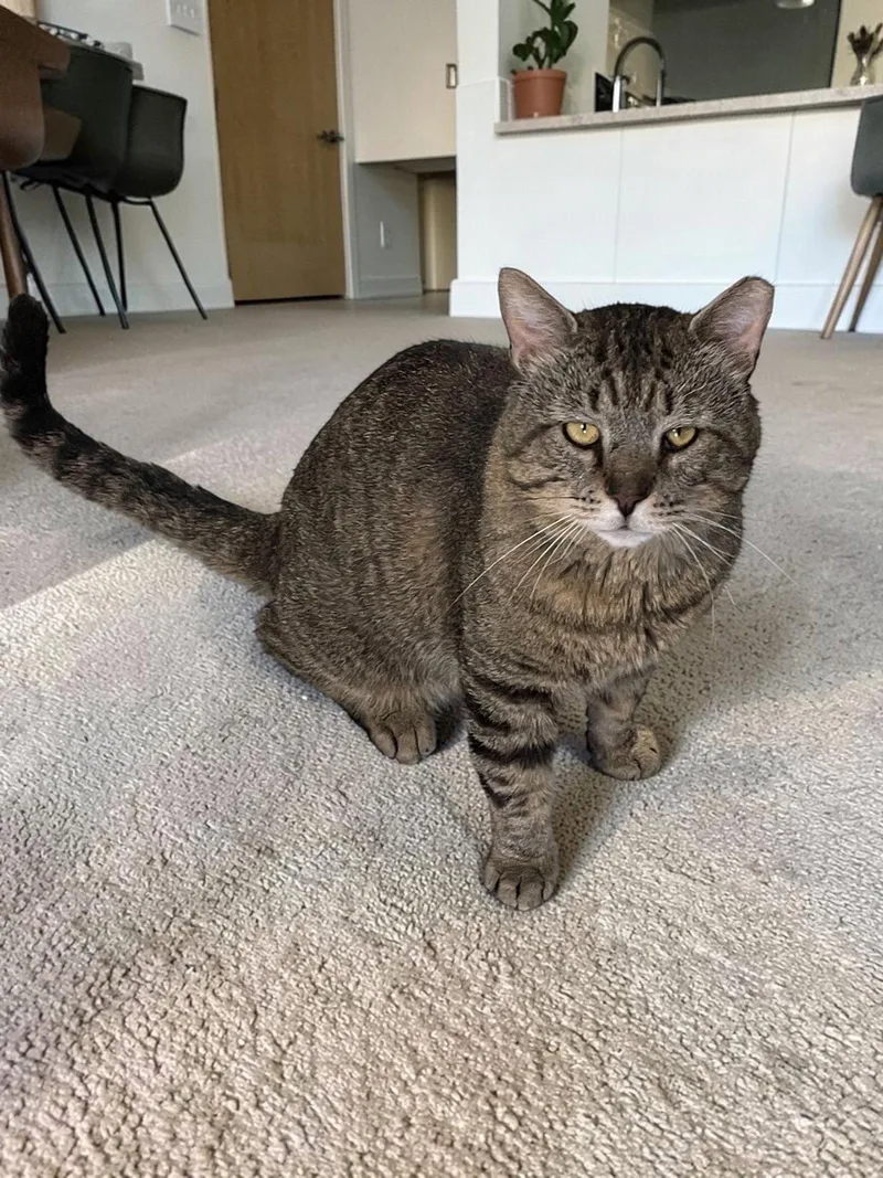 An adult medium-sized male Domestic Short Hair cat named Tank for adoption in Champaign, IL