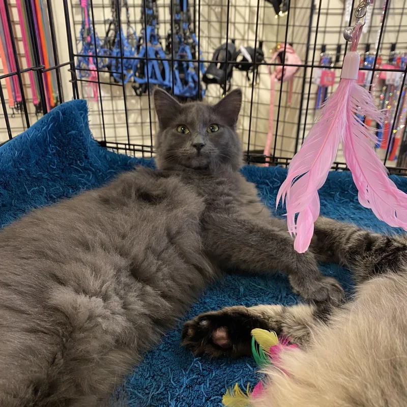 A young medium-sized female Domestic Long Hair cat named Grenadine for adoption in Stanwood, WA