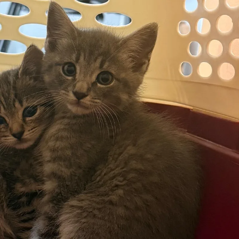 A baby small-sized male Gray / Blue / Silver Domestic Short Hair cat named Walnut for adoption in Charlottesville, VA