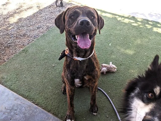 An adult large-sized male Mastiff dog named Tigger for adoption in Phoenix, AZ