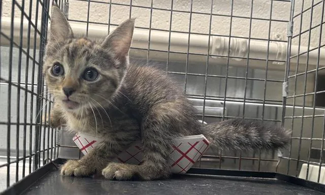 A baby small-sized female Domestic Short Hair cat named A for adoption in Grand Prairie, TX