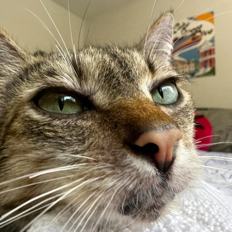 A senior large-sized female Domestic Short Hair cat named Luna for adoption in Woodinville, WA