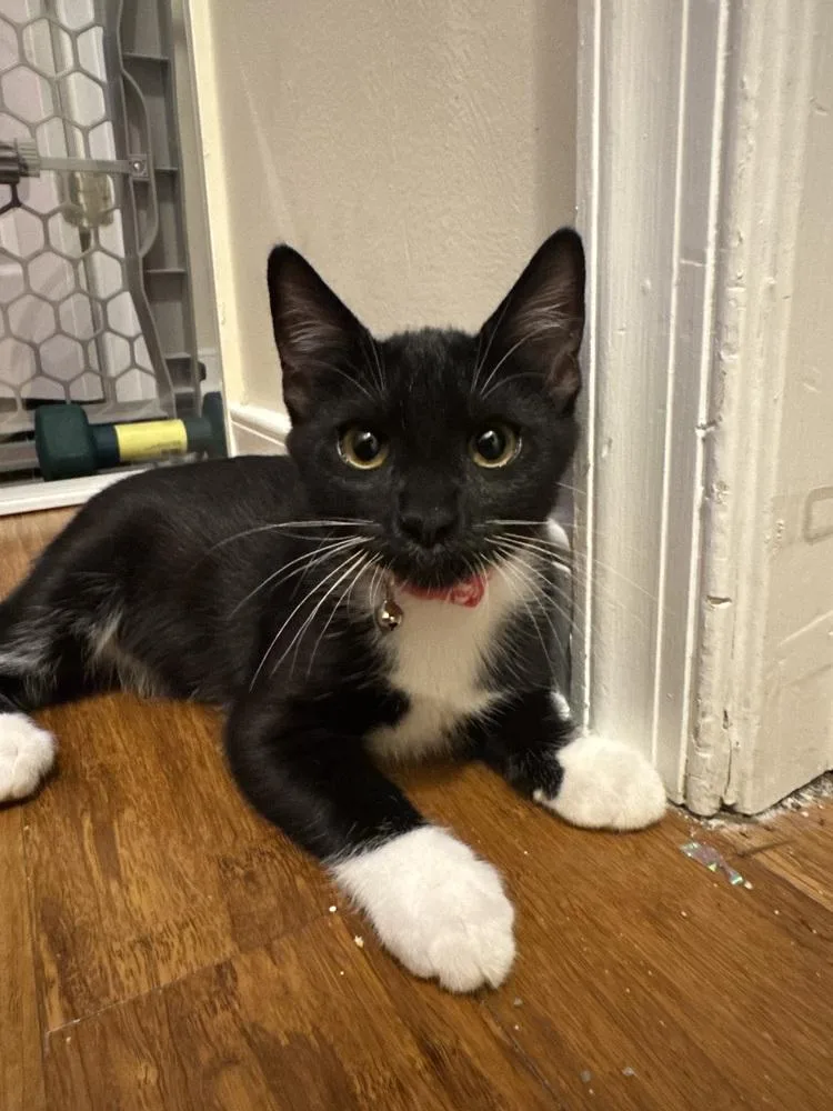 A baby small-sized female Black & White / Tuxedo Domestic Short Hair cat named Tango for adoption in Henrico, VA