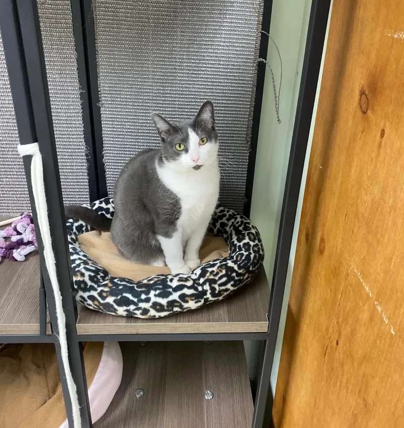 An adult medium-sized female Gray & White Domestic Short Hair cat named Abbie for adoption in Grand Rapids, MI
