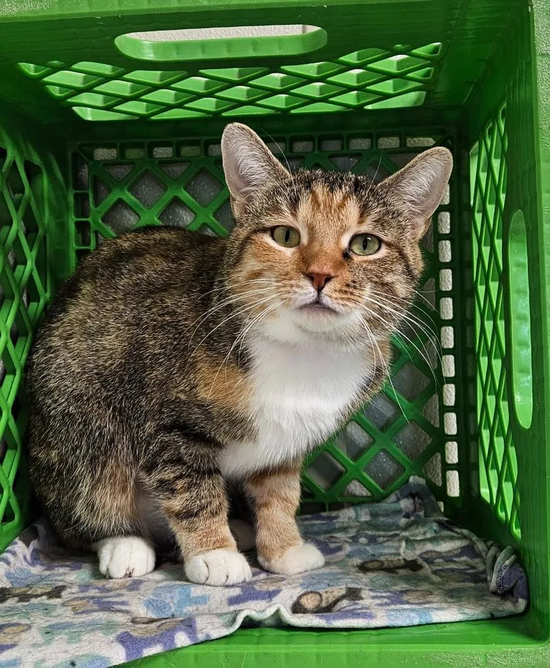 An adult small-sized female Domestic Short Hair cat named Hazel for adoption in Fremont, OH
