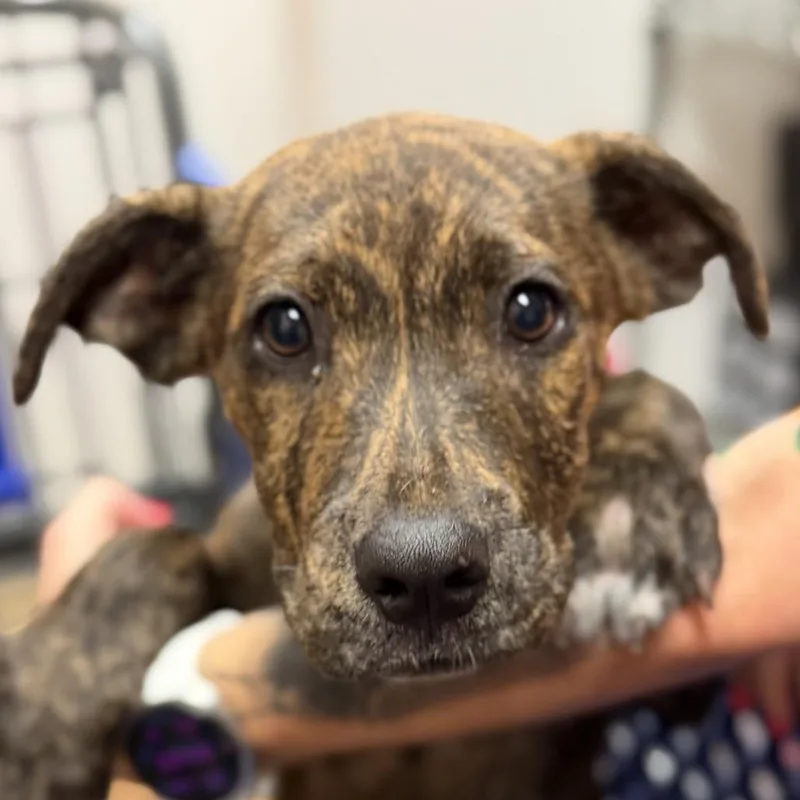 A baby medium-sized female Pit Bull Terrier dog named Hopscotch for adoption in Midland, TX