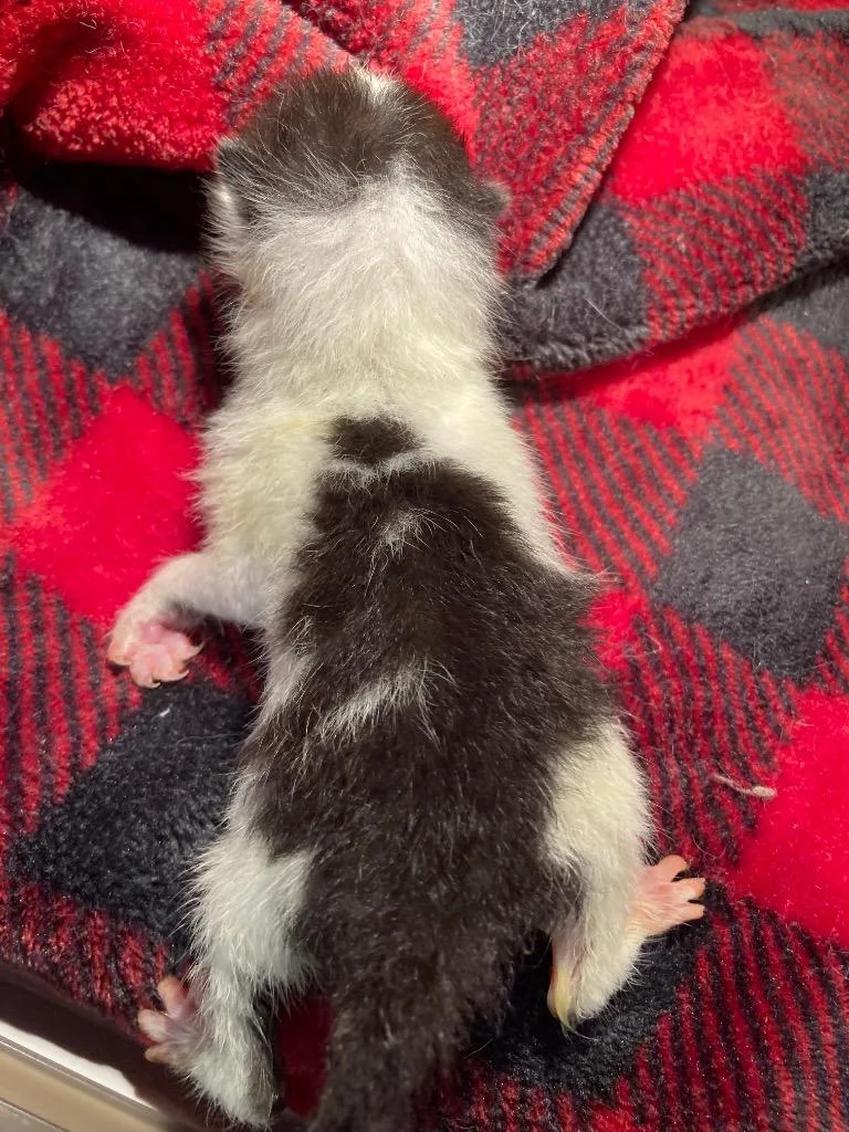Rosemary thumbnail 2