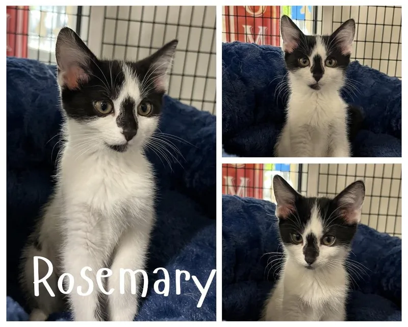 Rosemary thumbnail 3