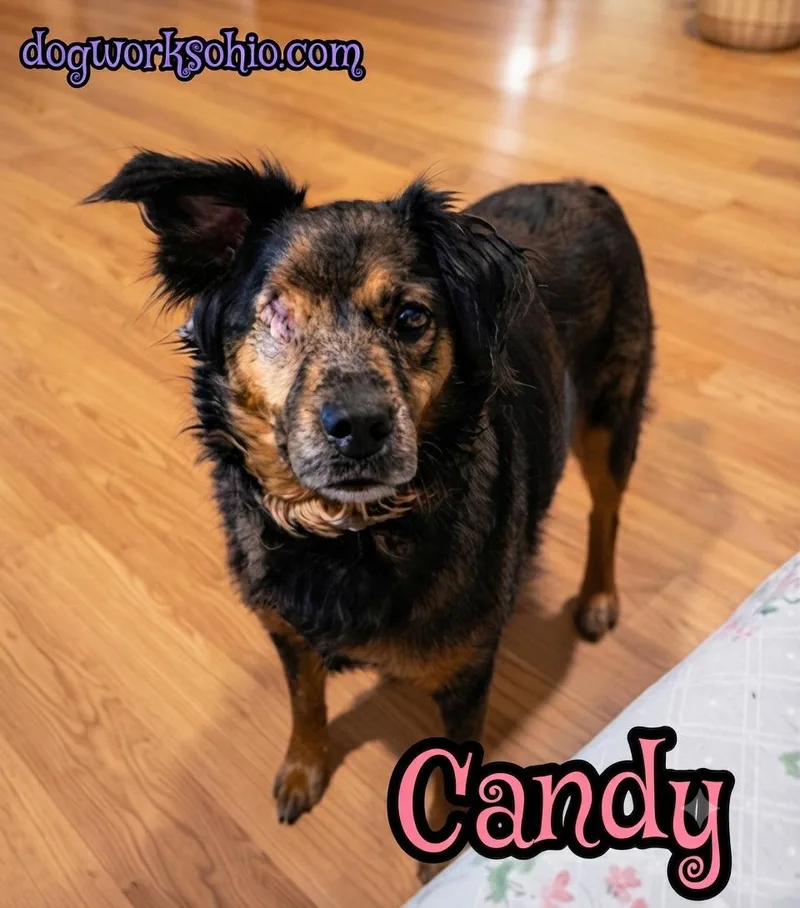 An adult medium-sized female Brown / Chocolate Spaniel dog named Candy for adoption in Toledo, OH