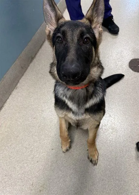 A young large-sized male German Shepherd Dog dog named Sebastian for adoption in Holbrook, NY