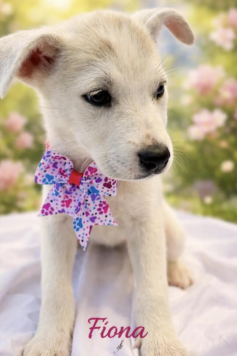 A baby medium-sized female Retriever dog named Princess Fiona for adoption in Allen, TX