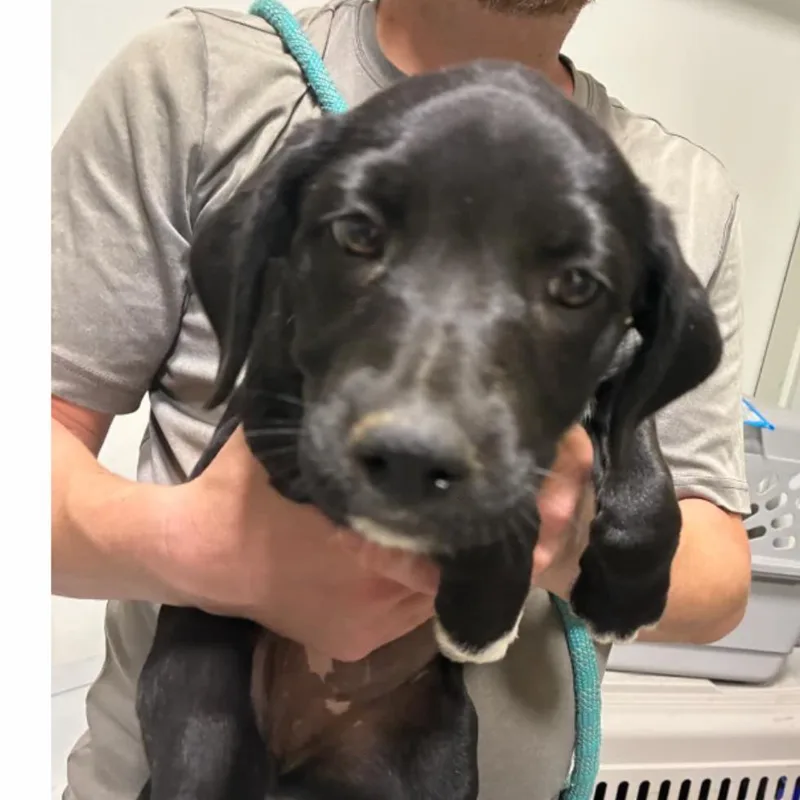 A baby medium-sized female Black Labrador Retriever dog named Indy for adoption in Hattiesburg, MS