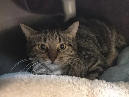 An adult medium-sized female Domestic Short Hair cat named Epidote for adoption in Westland, MI