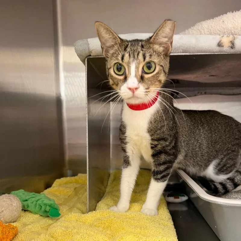 A young medium-sized female Brown / Chocolate Domestic Short Hair cat named Tanni for adoption in Hamburg, NY