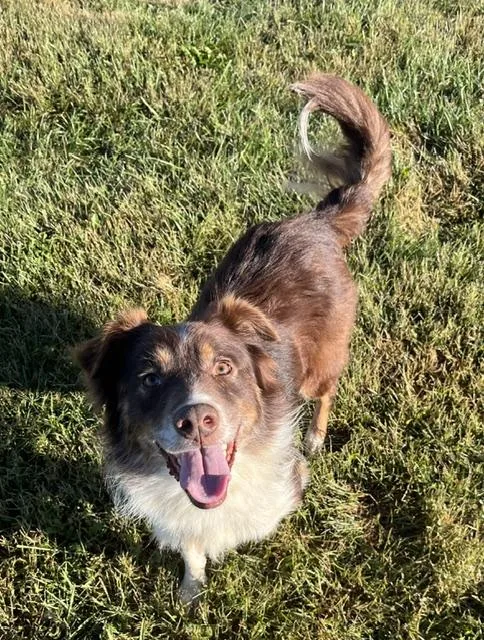 An adult medium-sized male Red / Chestnut / Orange Australian Shepherd dog named Carter for adoption in Winchester, KY