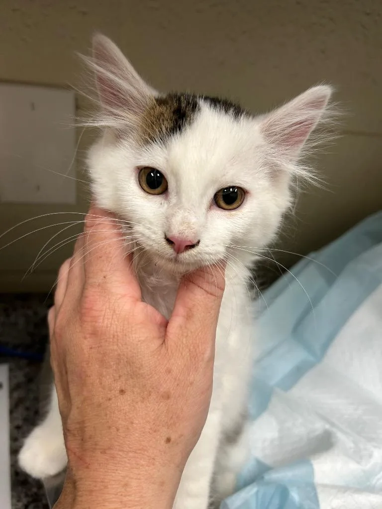 A young small-sized male Domestic Medium Hair cat named 2026-09-106 for adoption in Winder, GA