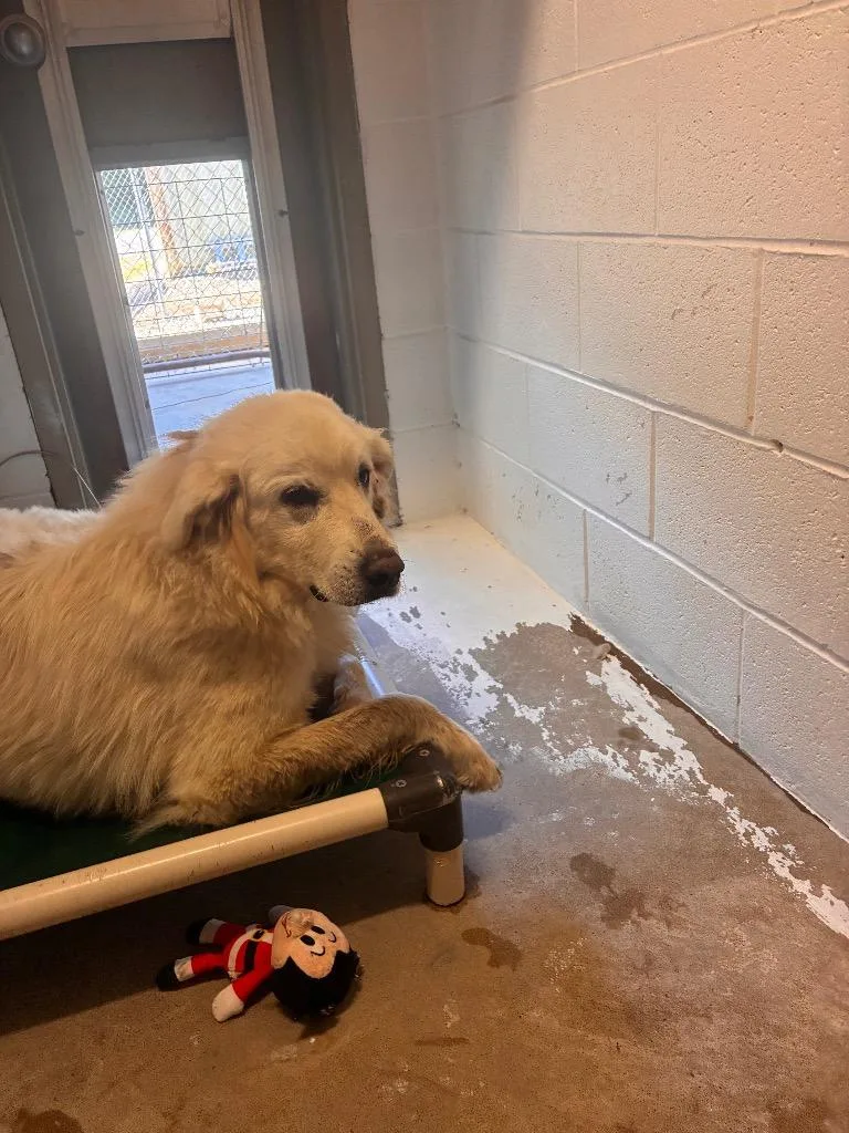 An adult medium-sized female Mixed Breed dog named Harley for adoption in Morgantown, KY