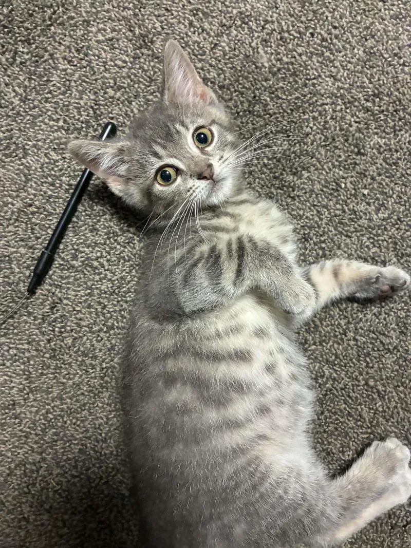 A baby medium-sized male Tabby (Gray / Blue / Silver) Tabby cat named Vladimir for adoption in Fairborn, OH