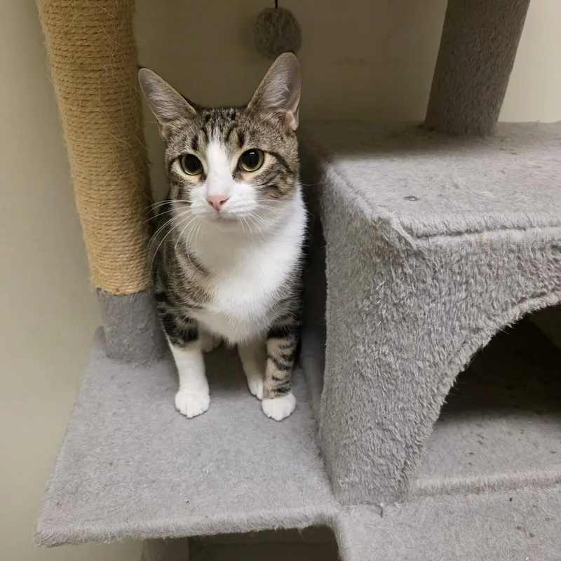 A young medium-sized female Gray / Blue / Silver Domestic Short Hair cat named Indie for adoption in Midland, TX