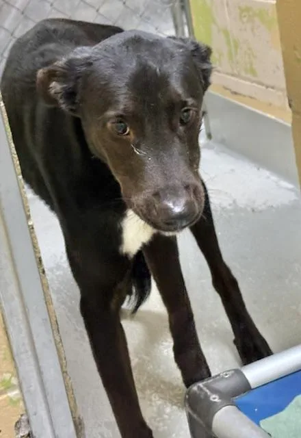 A young small-sized male German Shepherd Dog dog named Chester for adoption in Tulsa, OK