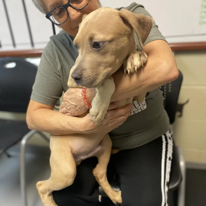 A baby small-sized male Apricot / Beige Mixed Breed dog named Hobbs for adoption in Hamilton, GA