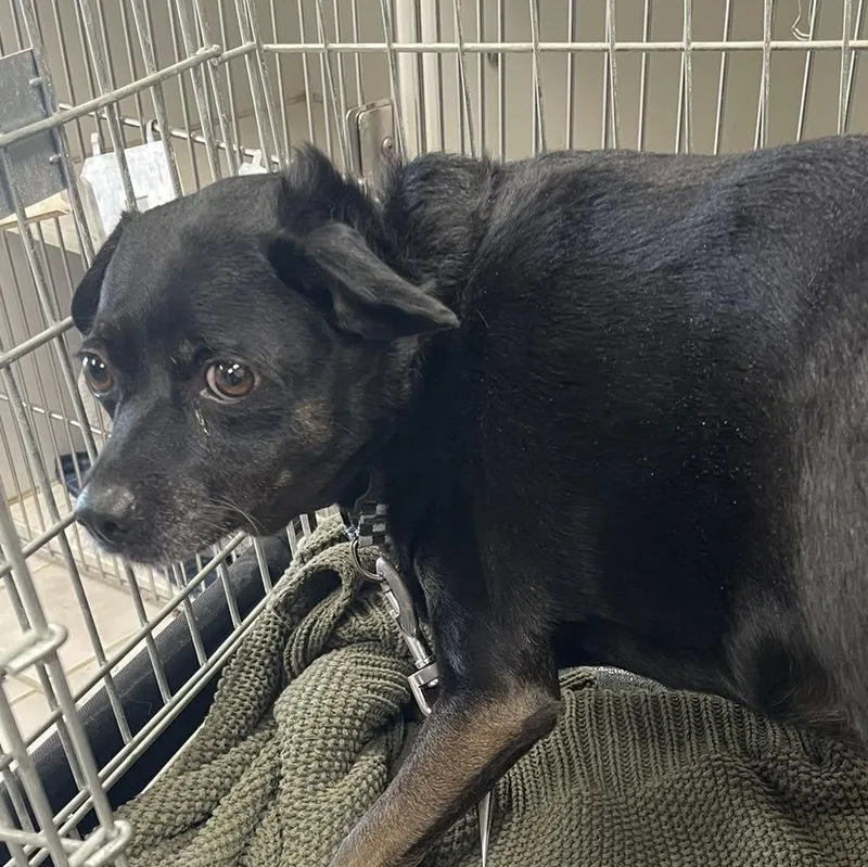 An adult small-sized male Black Chihuahua dog named Pepper for adoption in Blue Springs, MO