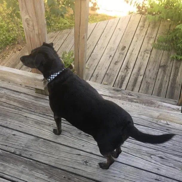 Pepper thumbnail 2