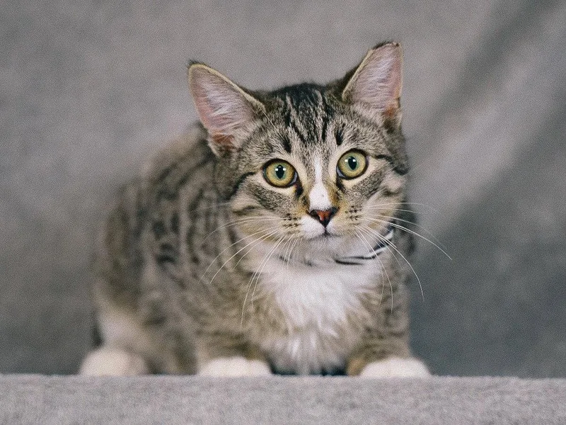 A young medium-sized male Tabby cat named Marky Mark for adoption in San Jose, CA