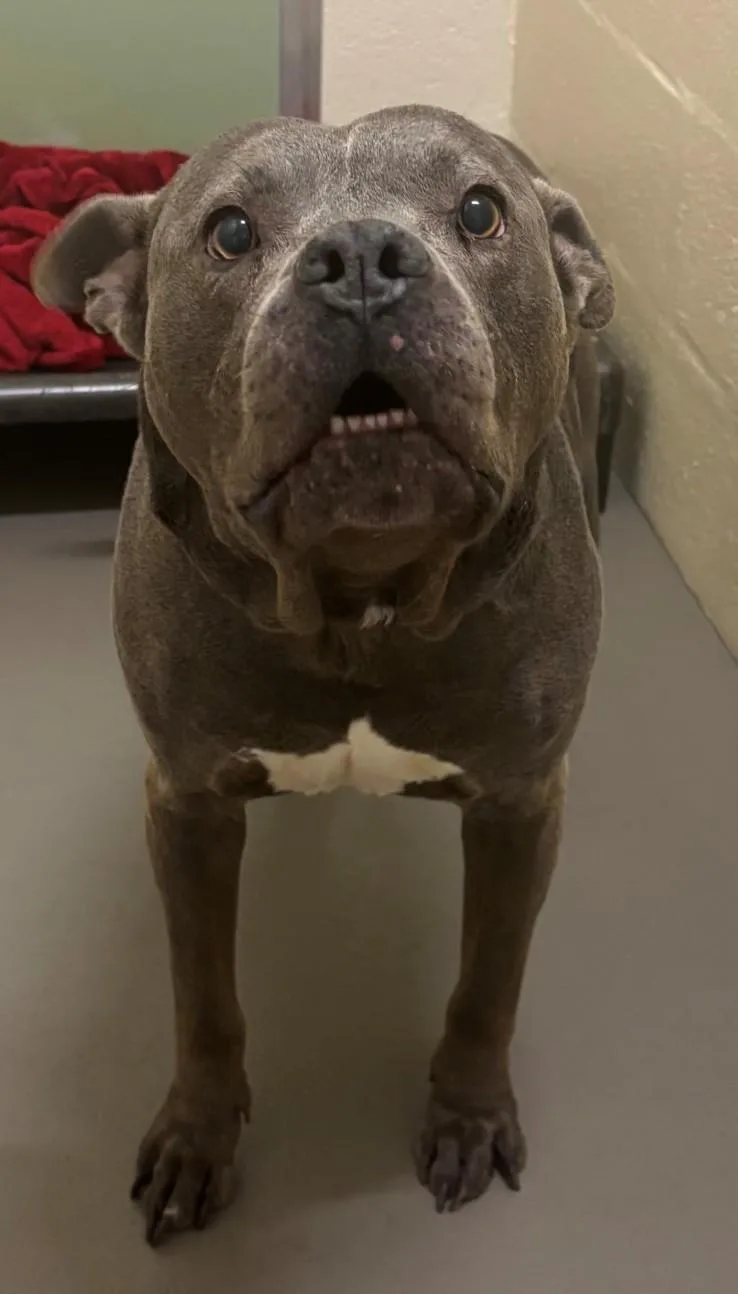 Dozer
