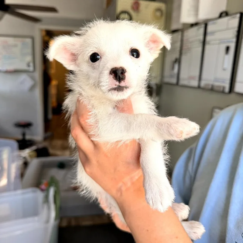 A baby small-sized female White / Cream Chihuahua dog named Quinn for adoption in Trenton, GA