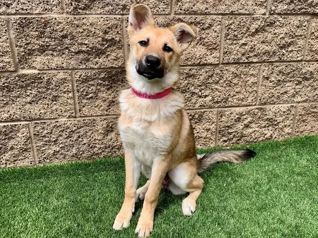 A young small-sized female German Shepherd Dog dog named Misty for adoption in Moreno Valley, CA