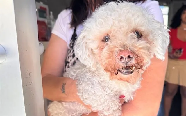 An adult small-sized male Havanese dog named Scuba for adoption in Santa Monica, CA
