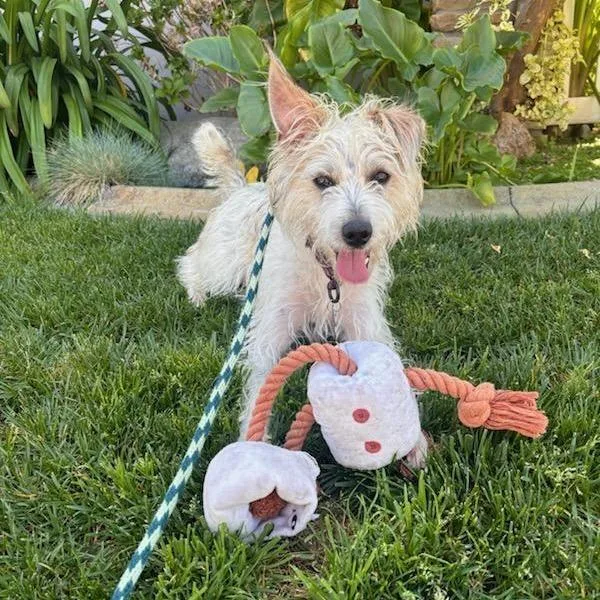 An adult small-sized male White / Cream Terrier dog named Happy for adoption in Apple Valley, CA