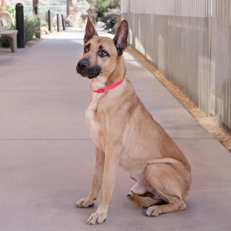 An adult small-sized male Brown / Chocolate German Shepherd Dog dog named Bruce for adoption in Palm Springs, CA