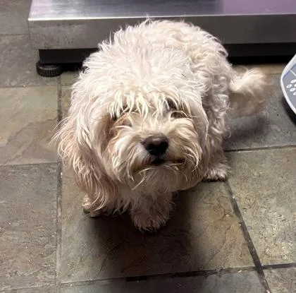 A baby medium-sized female White / Cream Poodle dog named 61404323 for adoption in El Paso, TX