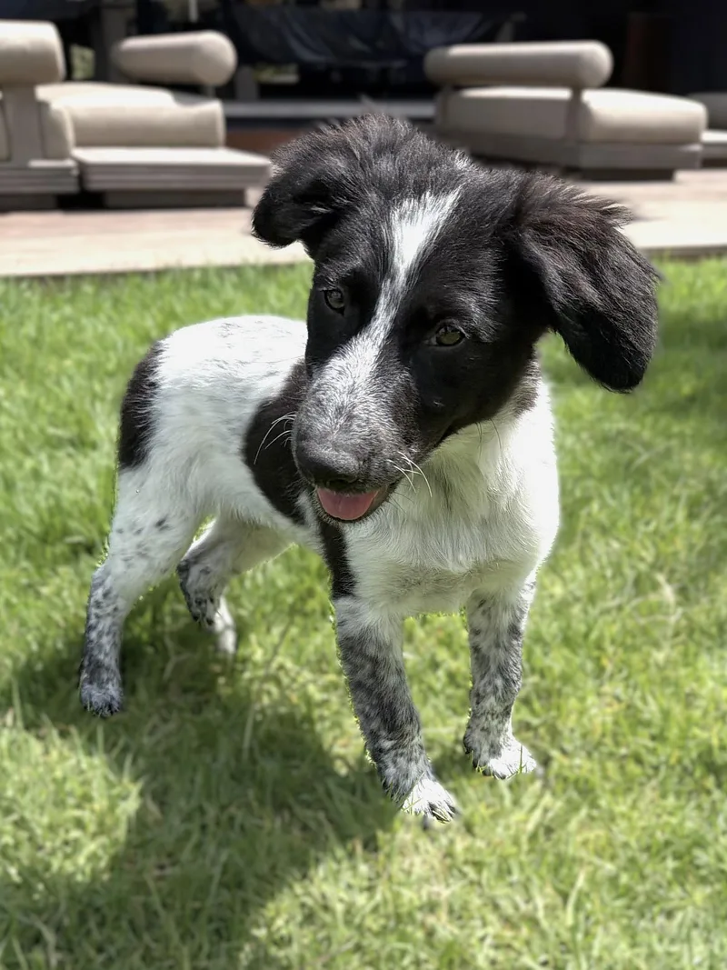 A baby medium-sized female Bicolor Border Collie dog named Glinda for adoption in Austin, TX