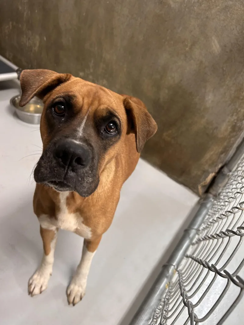 An adult medium-sized female Red / Chestnut / Orange Boxer dog named Hazel for adoption in Germanton, NC