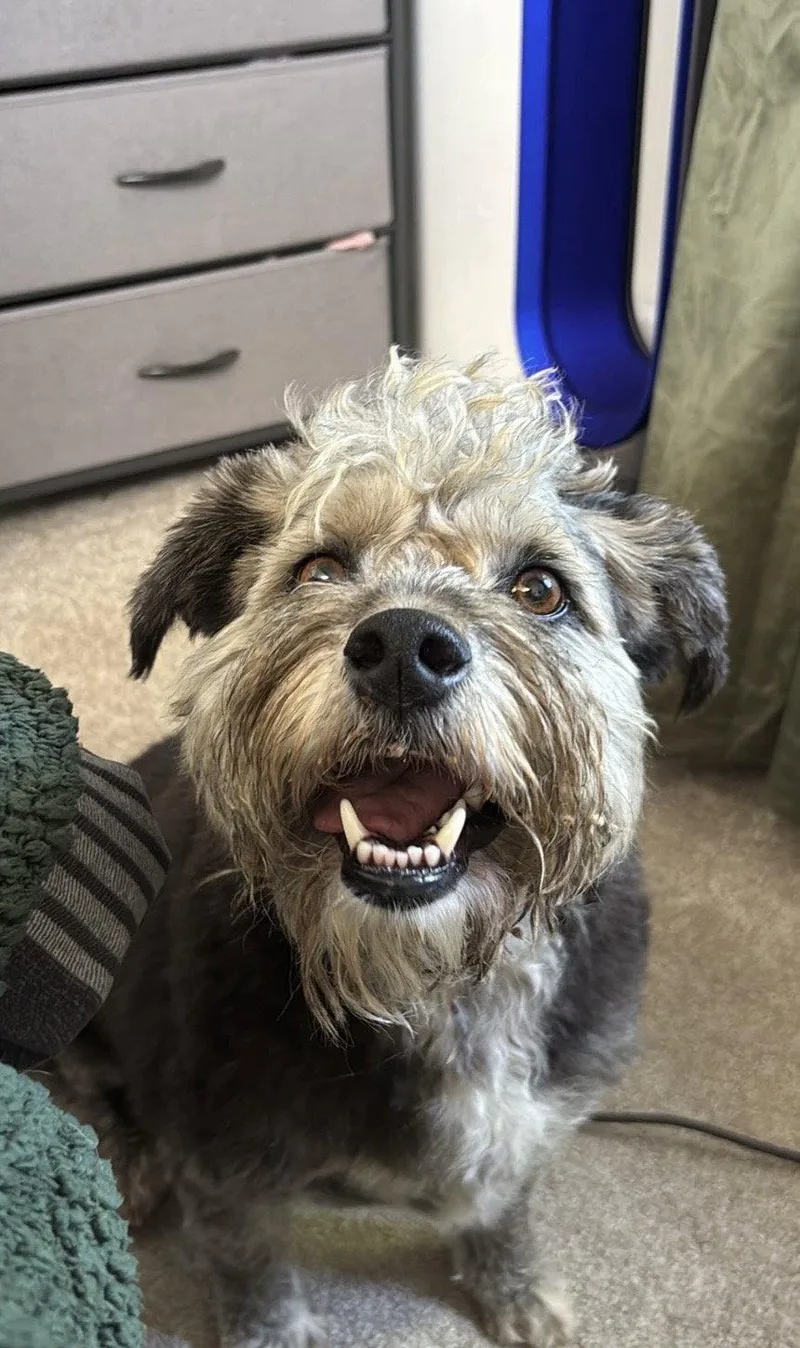 An adult small-sized male Lhasa Apso dog named Dusty for adoption in Sunnyvale, CA