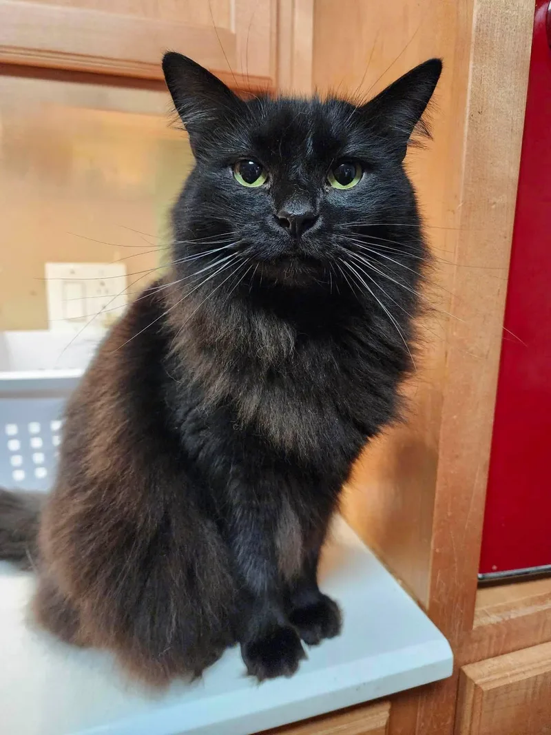 An adult small-sized male Black Domestic Medium Hair cat named Traeger for adoption in Capshaw, AL