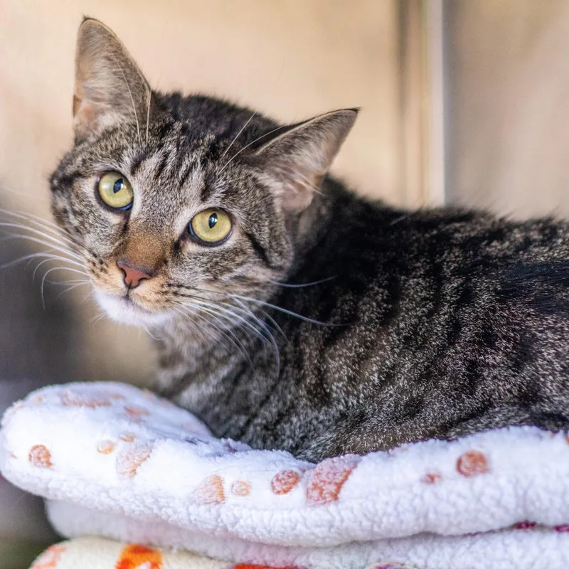 An adult large-sized female Brown / Chocolate Domestic Short Hair cat named Biscuit for adoption in Wilmington, DE