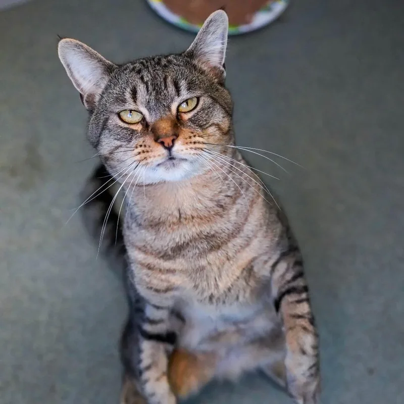 A young medium-sized male Brown / Chocolate Domestic Short Hair cat named Waluigi for adoption in Thomaston, ME