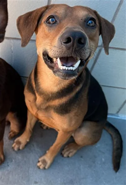 A young medium-sized male Rhodesian Ridgeback dog named Charlie for adoption in Corpus Christi, TX