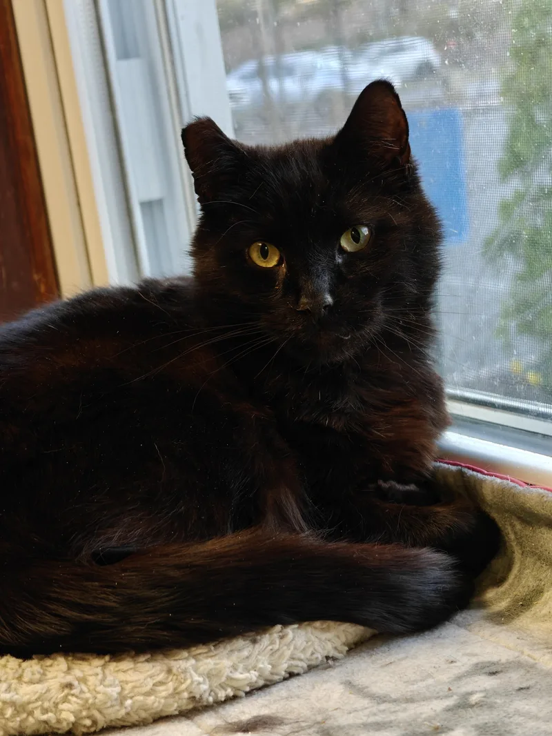 A young medium-sized male Black Domestic Medium Hair cat named Lovebug for adoption in New Britain, CT