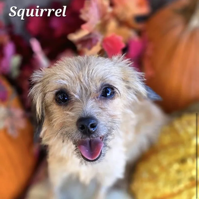 An adult small-sized male Yorkshire Terrier dog named Squirrel & Scrat  for adoption in University Place, WA