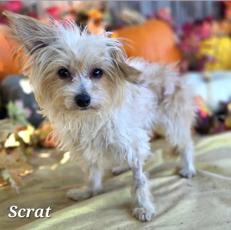 Squirrel & Scrat  thumbnail 2