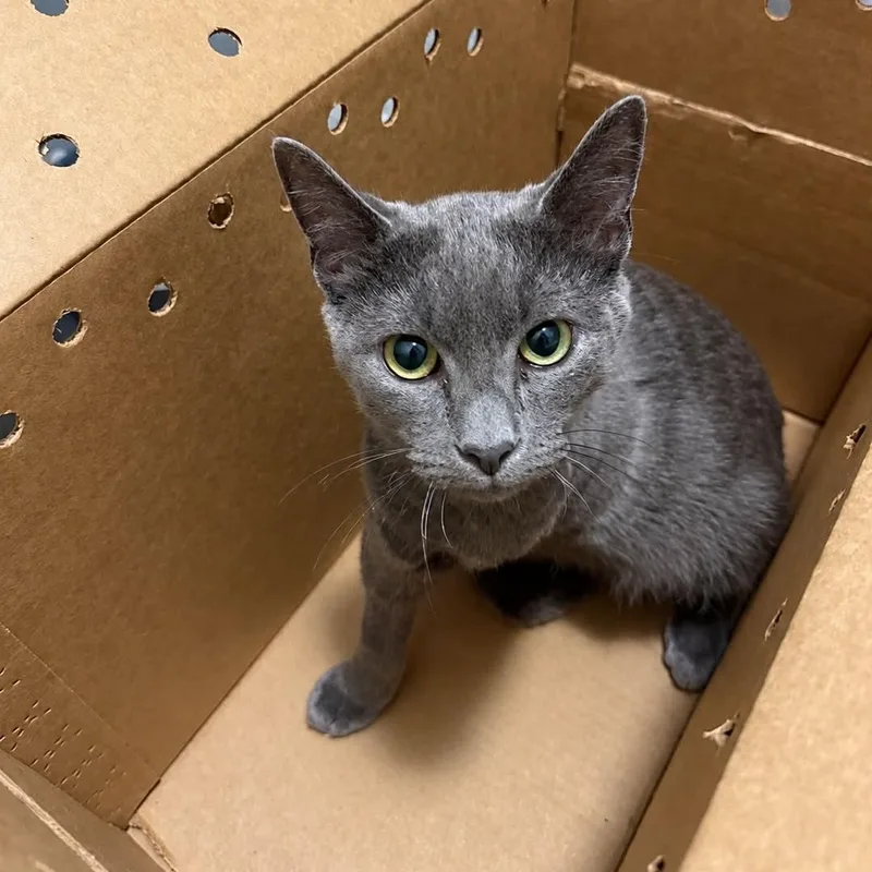 A baby medium-sized male Gray / Blue / Silver Domestic Short Hair cat named Fuji for adoption in Antioch, CA